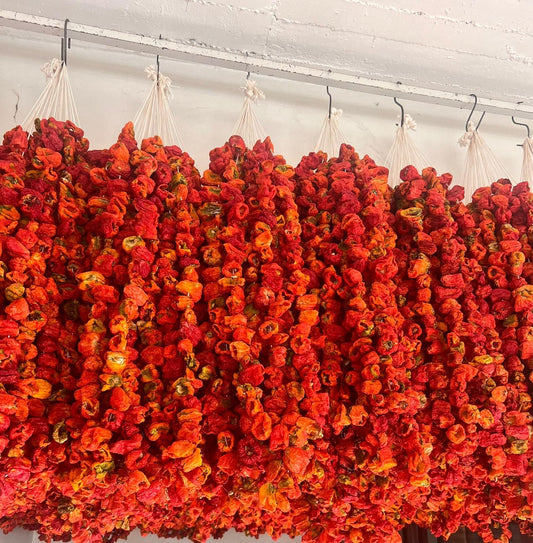 Antep Dolmalık Kuru Tatlı Biber (45-50 Adet) (Yeni Mahsül)