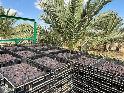 Filistin Medjoul Hurma
Jumbo Large | Iri Boy 1. Kalite | 900 g-5
Kg