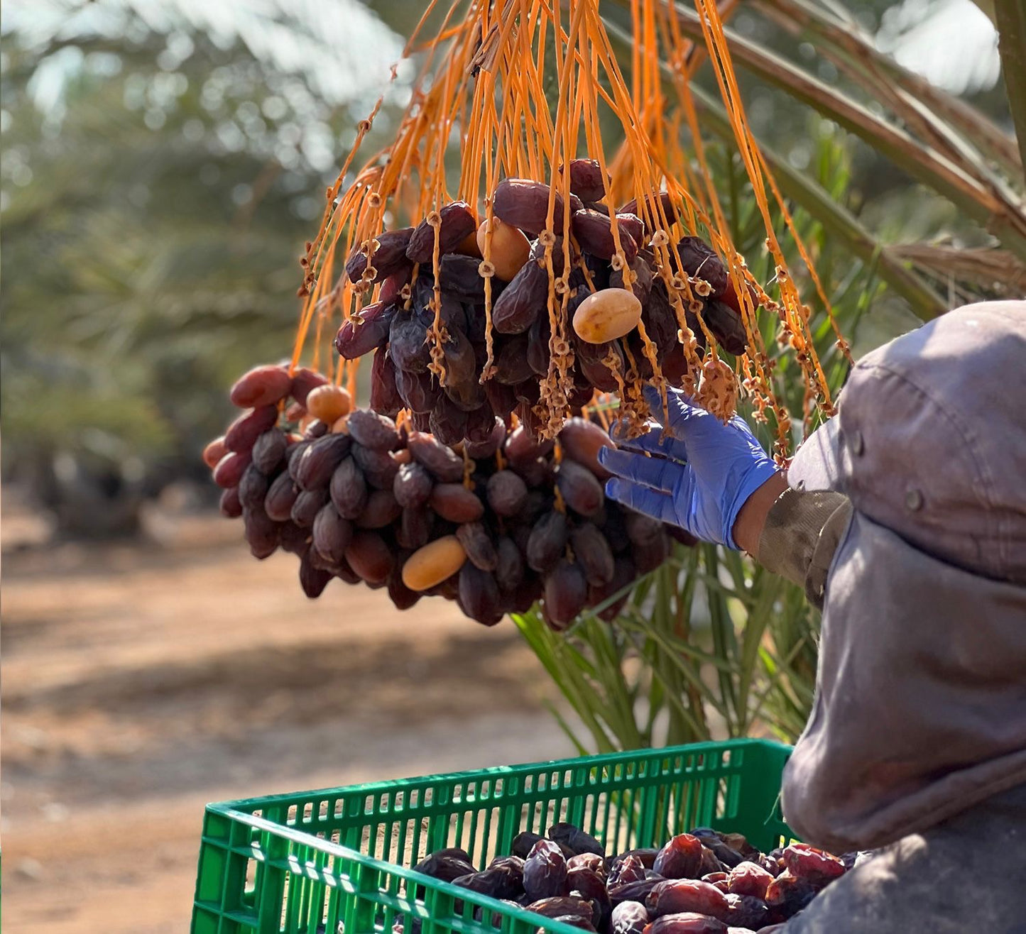 Filistin Medjoul Hurma
Jumbo Large | Iri Boy 1. Kalite | 900 g-5
Kg