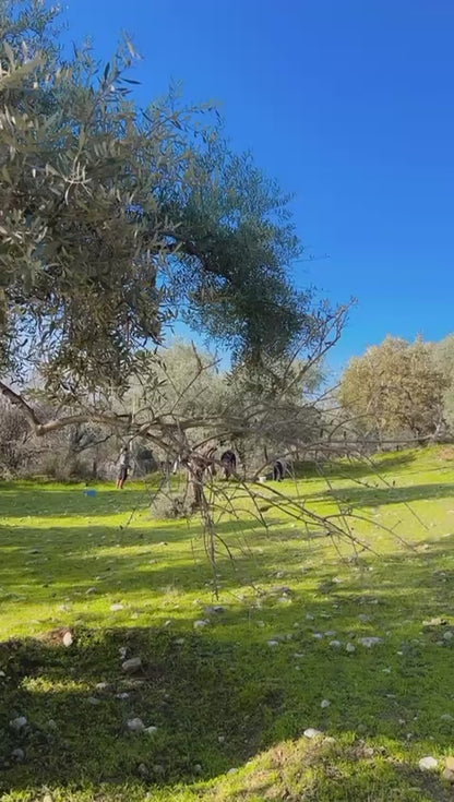 Aydın el kırma yeşil zeytin