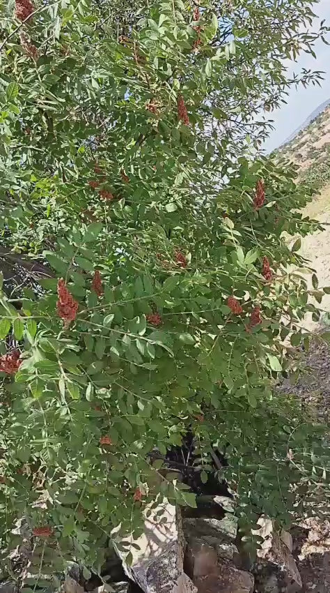 Antep Köy Sumak Ekşisi 250ml