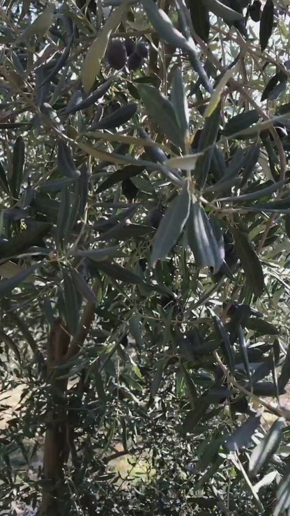 Milas Yeşil Çizik Zeytin (Zeytinyağlı)700g Zeytin 300g Saf Sızma Zeytinyağı
