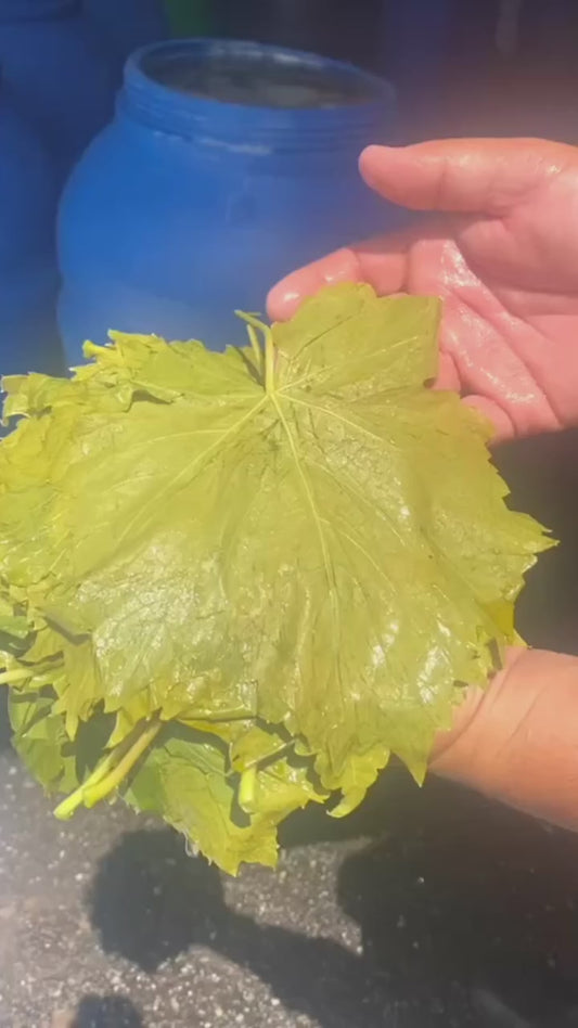 Manisa salamura Weinblätter 3 kg