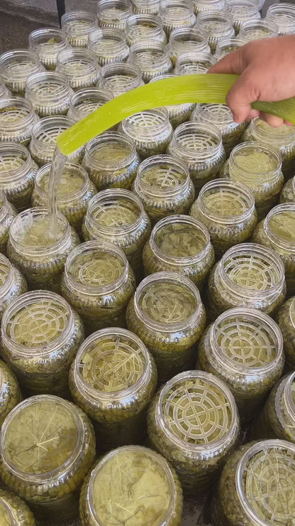 Manisa salamura Weinblätter 3 kg