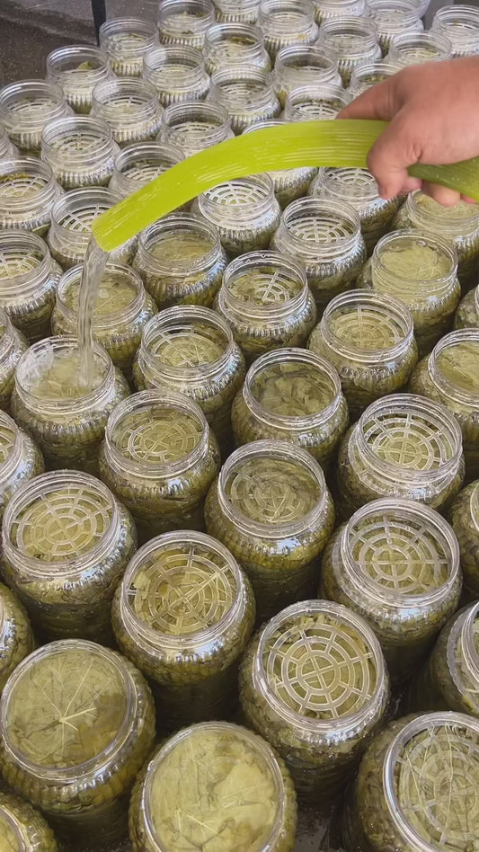 Manisa Salamura Uç Yaprak 3 Kg