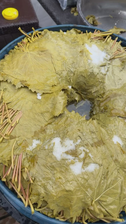 Manisa Salamura Uç Yaprak 3 KG Bidon (1,600g-2Kg) Yeni Mahsül (2026)