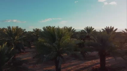 Filistin Medjoul Hurma
Jumbo Large | Iri Boy 1. Kalite | 900 g-5
Kg